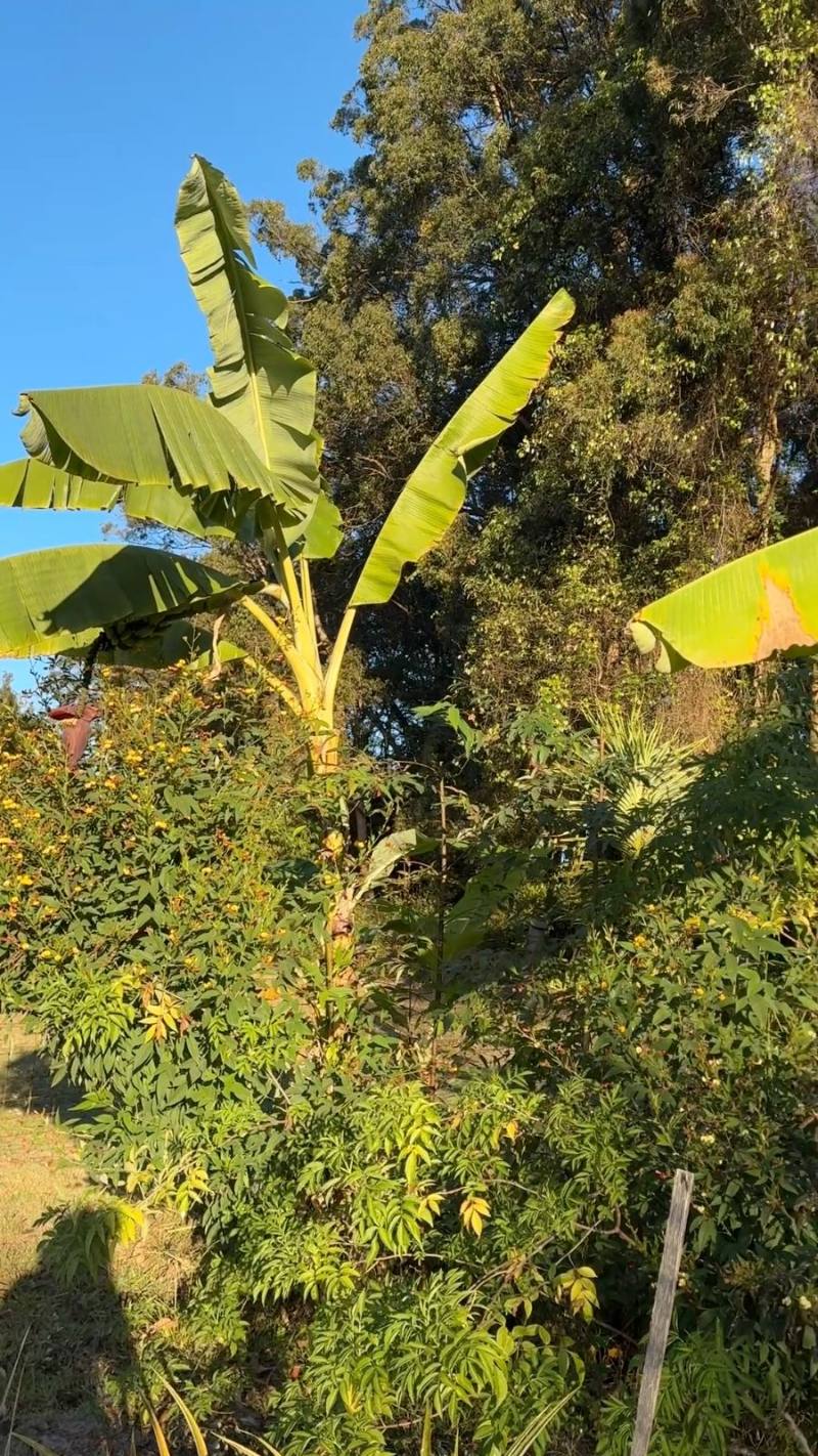 Food forest at Glenview